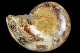 Sliced, Agatized Ammonite Fossil (half) - Jurassic #110739-1